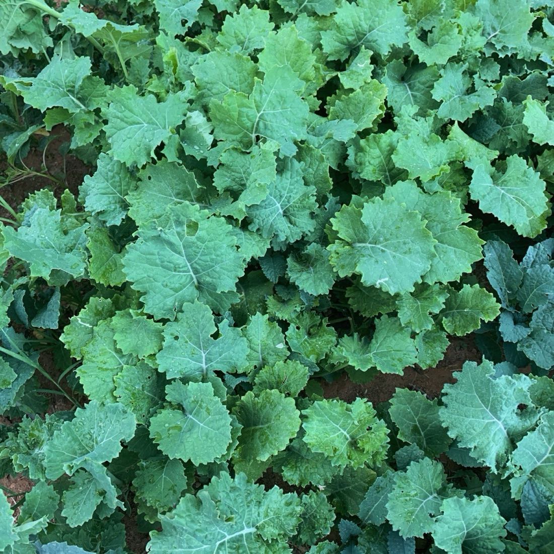 Cama de col rizada y hojas verdes en la huerta de Finca Ocelote.