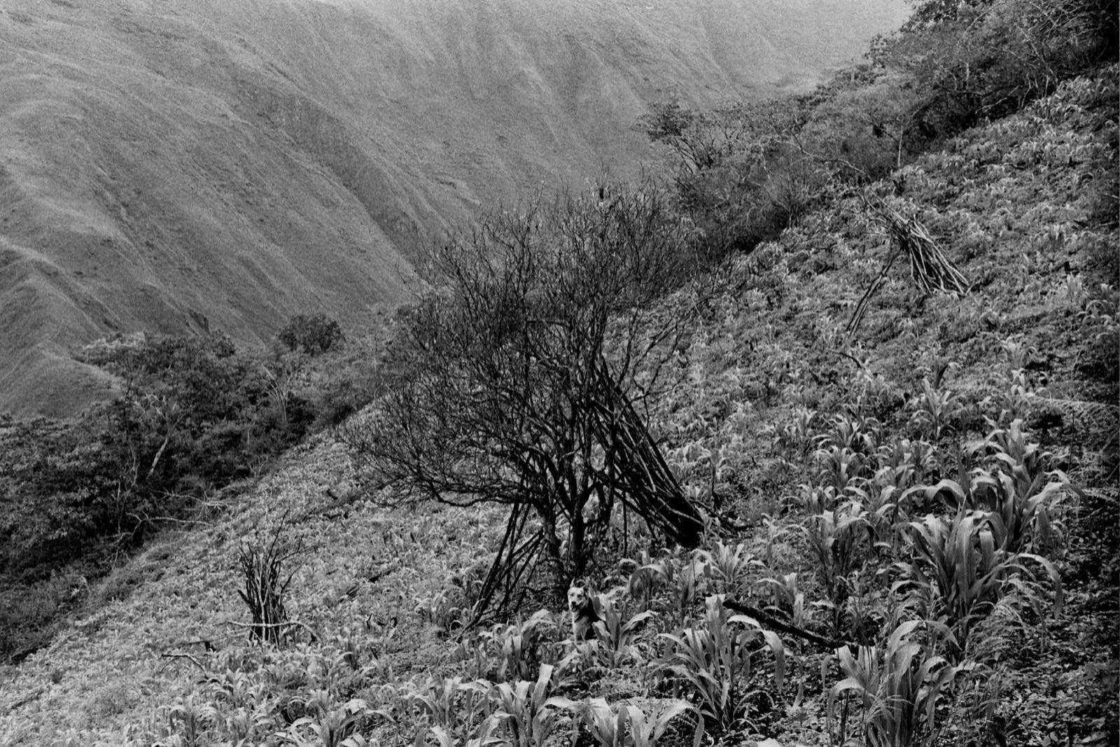 Milpa de maíz en la ladera de la montaña, Andes colombianos.